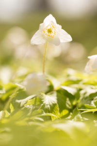 Wood anemone, Anemone nemorosa, Spring forest, Finland Wood anemone, Anemone nemorosa, Spring forest, Finland